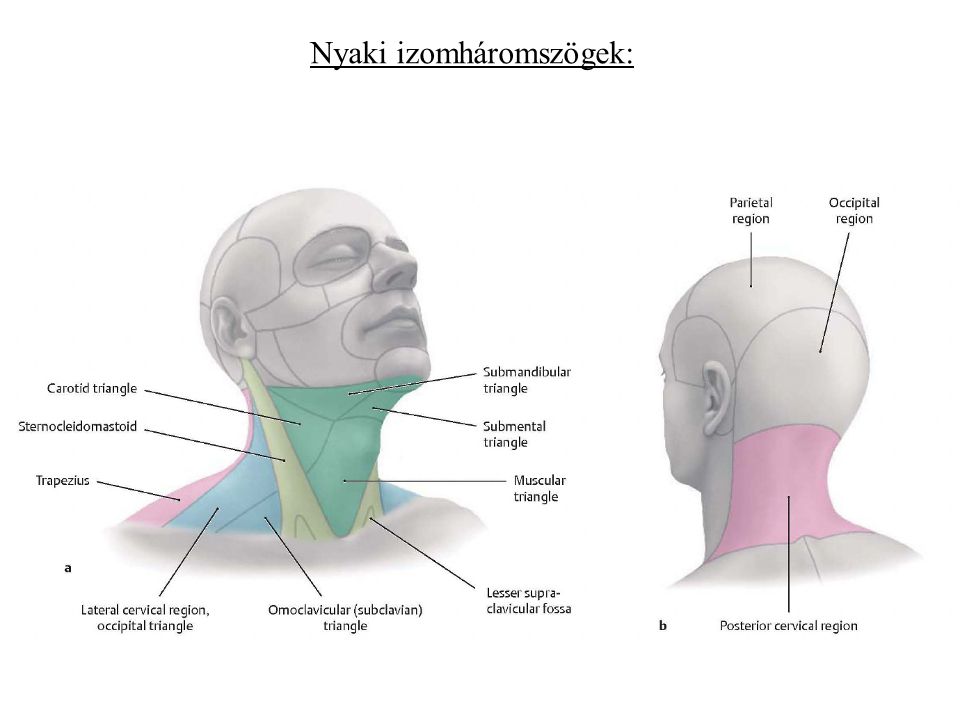 A nyaki gerinc anatómiája